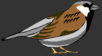 Sparrow