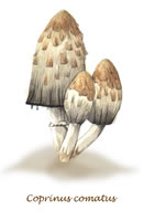 Coprinus Comatus