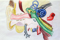 Details of the Ear