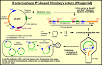 Cloning Vectors